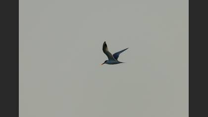 Lesser Crested Tern