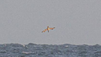Northern Gannet