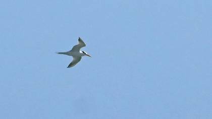 Lesser Crested Tern