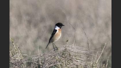 European Stonechat