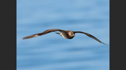 Parasitic Jaeger