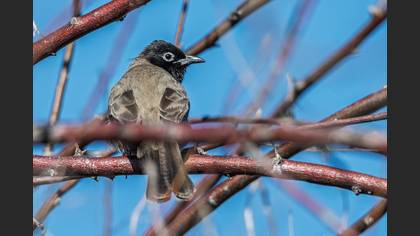 White-spectacled Bulbul