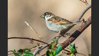 House Sparrow