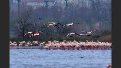 Flamingo