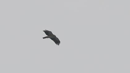 Küçük kartal