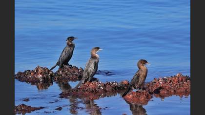 Pygmy Cormorant