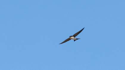 Common House Martin