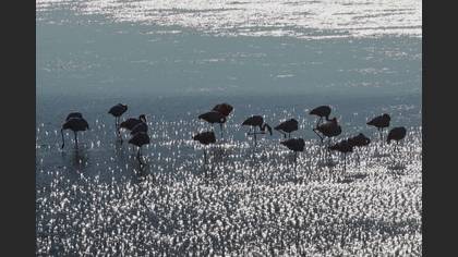 Flamingo