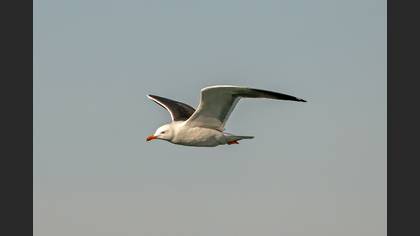 Lesser Black-backed Gull