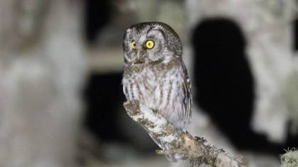 Boreal Owl