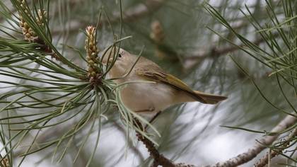 Eastern Bonelli`s Warbler