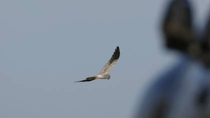 Montagu`s Harrier