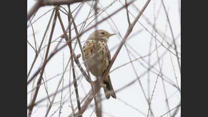 Red-throated Pipit