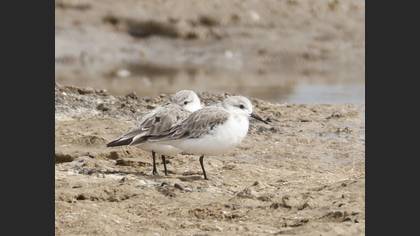 Sanderling