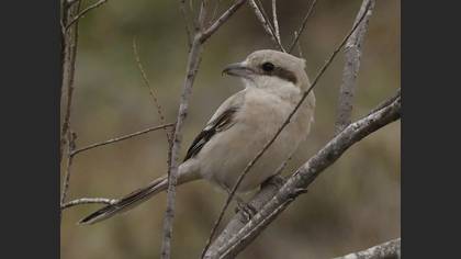 Great Grey Shrike
