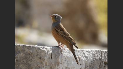 Cretzschmar`s Bunting