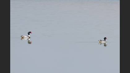 Common Shelduck