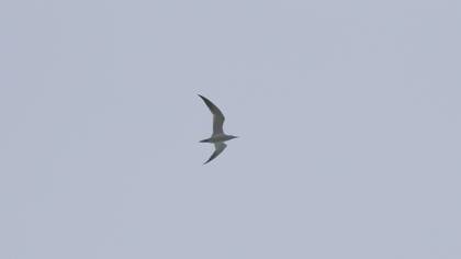 Caspian Tern