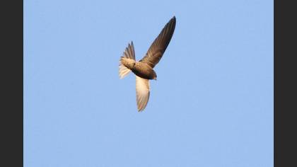Pallid Swift