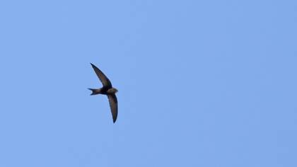Common Swift
