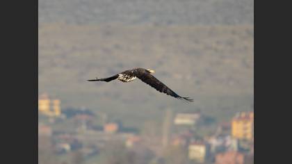 Akkuyruklu kartal