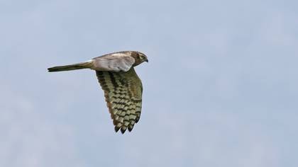 Montagu`s Harrier