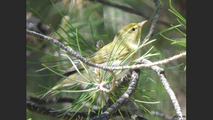Wood Warbler