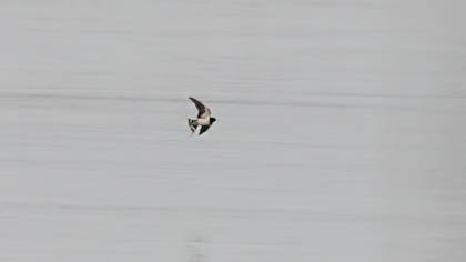 Barn Swallow