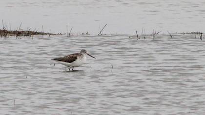 Common Greenshank