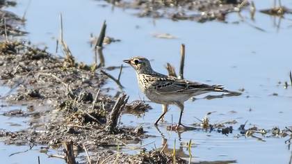 Eurasian Skylark