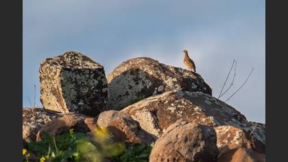 See-see Partridge