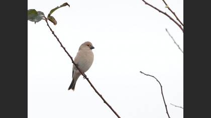 Desert Finch