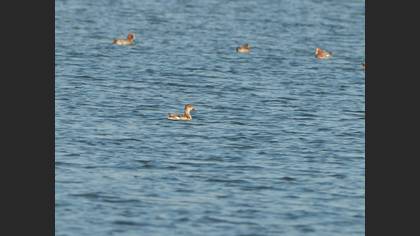 Eurasian Wigeon