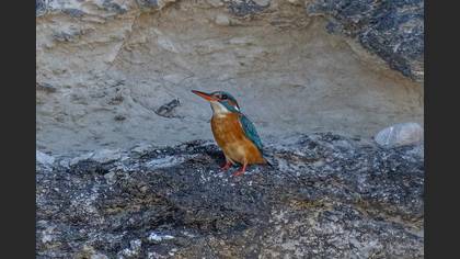 Common Kingfisher