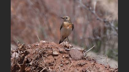 Black-eared Wheatear