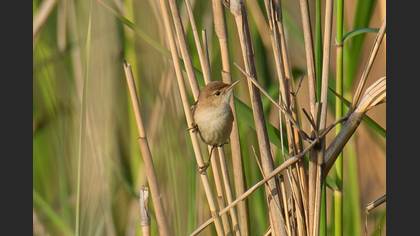 Tanımsız