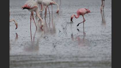 Küçük flamingo