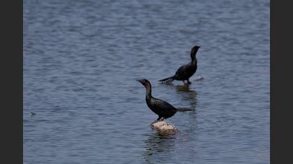 Küçük karabatak