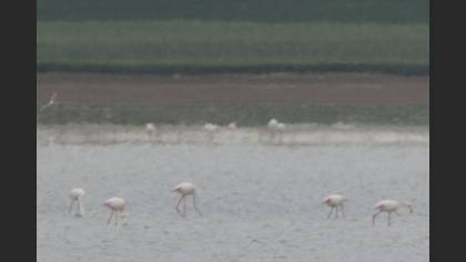 Küçük flamingo