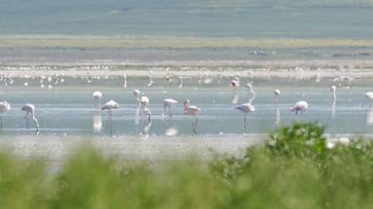 Flamingo