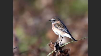 Taşkuşu