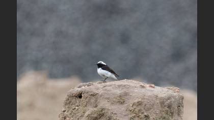Alaca kuyrukkakan