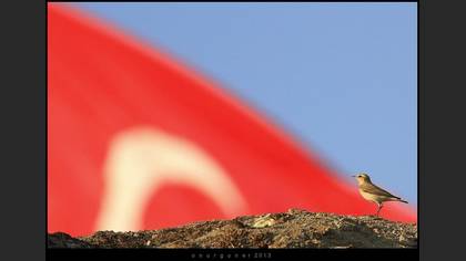 Tanımsız