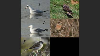 Tanımsız