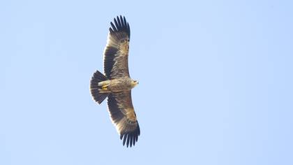 Şah Kartal