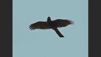 Atmaca