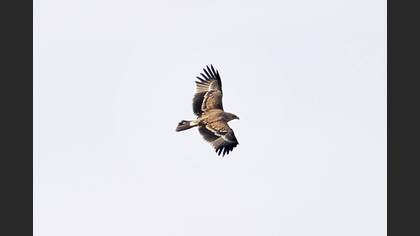 Şah Kartal