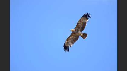 Şah Kartal