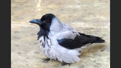 Leş Kargası