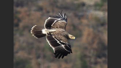 Şah Kartal